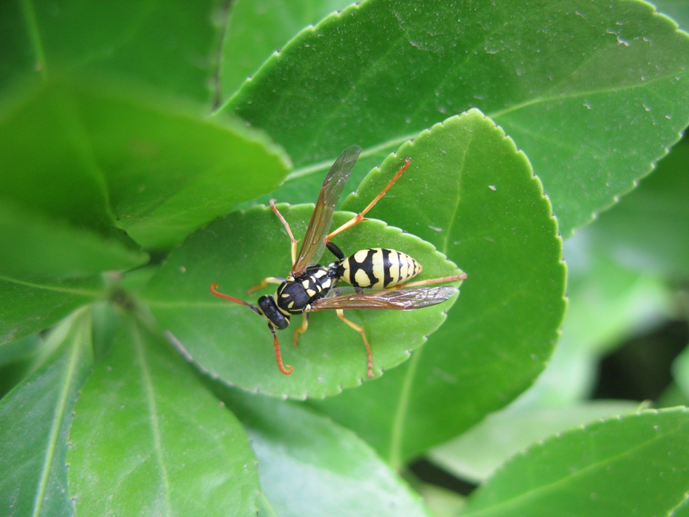 POLISTES da determinare?